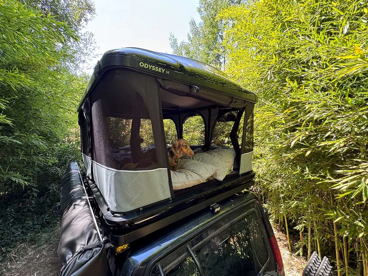 dog sleeping in a rooftop tent