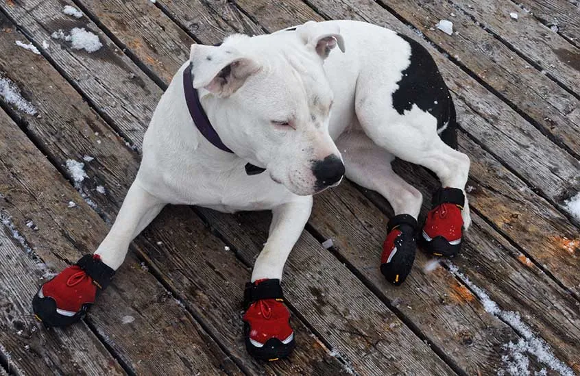 dog wearing booties for traction