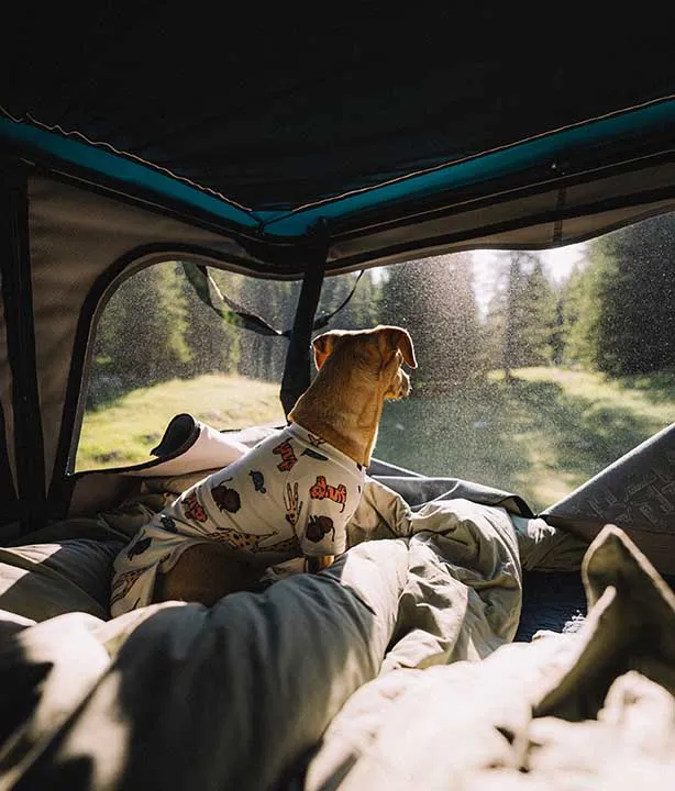 dog enjoying view from rooftop tent